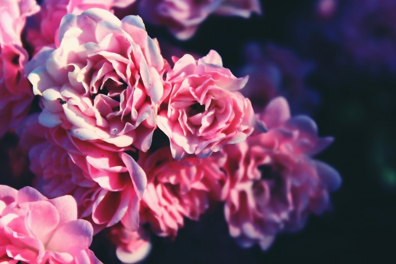 roses-1697780_1920