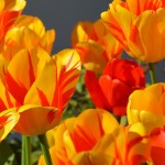 tulips-1261142_1920