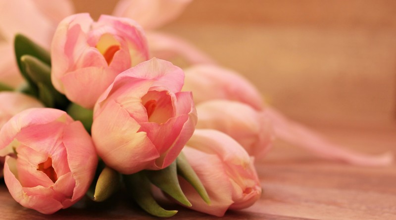 tulips-2068692_1920