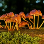 mushroom-3661678_1920