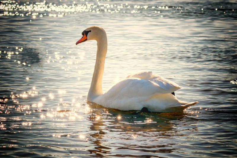 swan-2077219_1920