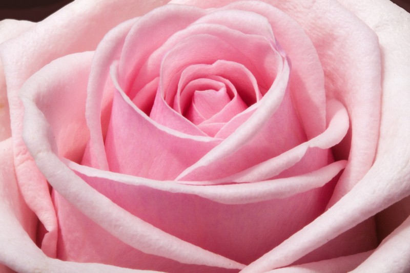 rose-composites-flowers-spring-54323-2