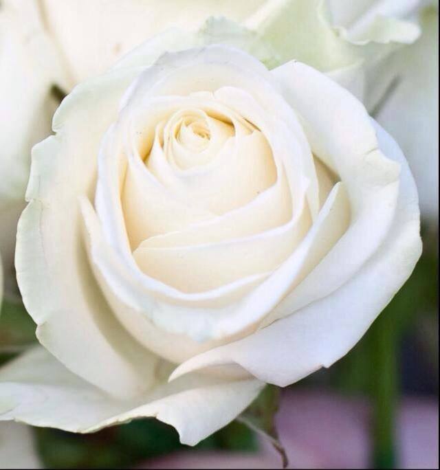 rose-blanche