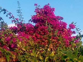 A fleurs du jardin 3