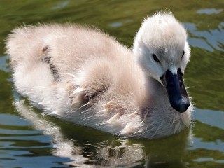 animaux