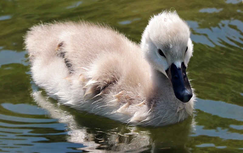 animaux