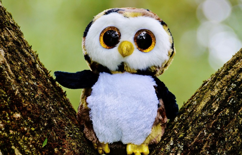 hibou