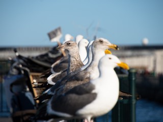 libresdedroit_animaux de la Terre (13)