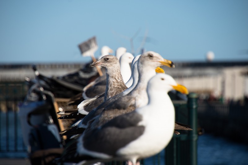 libresdedroit_animaux-de-la-terre-13-2