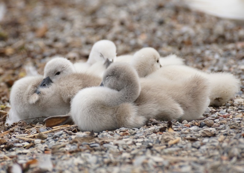 libresdedroit_animaux-de-la-terre-15-2