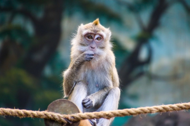 libresdedroit_animaux-de-la-terre-16-2