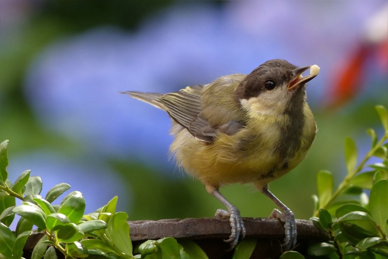 libresdedroit_animaux-de-la-terre-18-2
