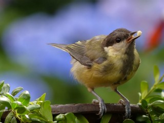 libresdedroit_animaux de la Terre (18)