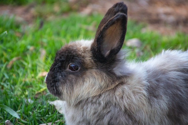 libresdedroit_animaux-de-la-terre-1