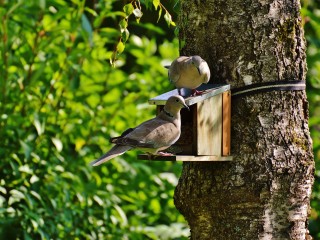 libresdedroit_animaux de la Terre (29)