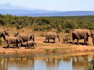 libresdedroit_animaux de la Terre (2)