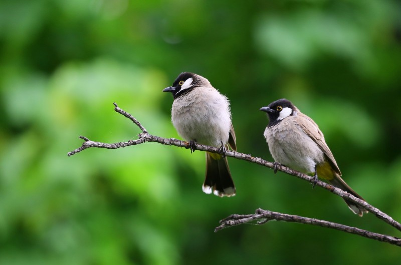 libresdedroit_animaux-de-la-terre-32