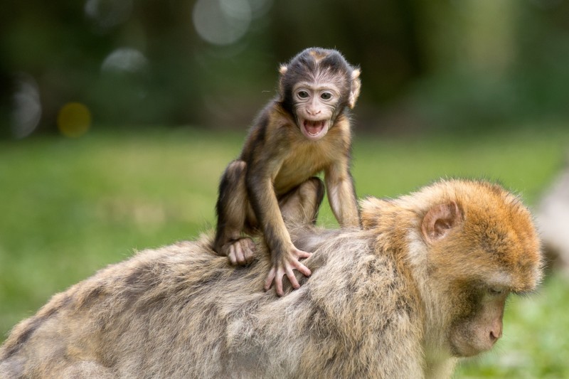 libresdedroit_animaux-de-la-terre-33