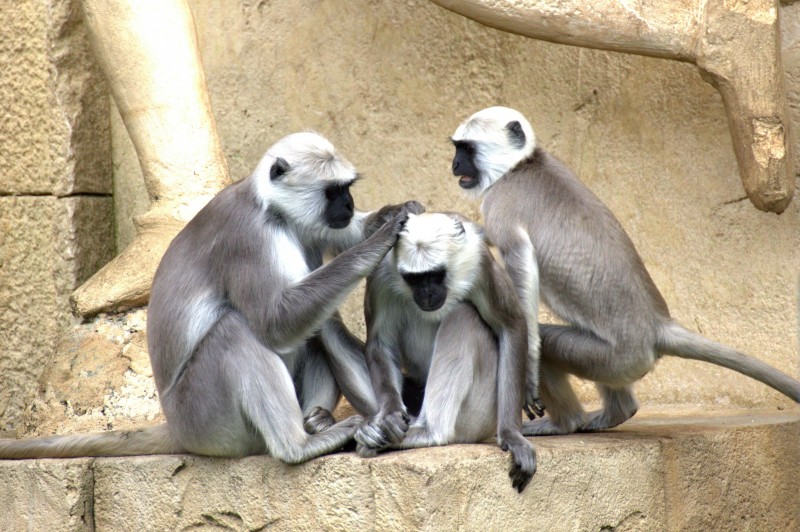 libresdedroit_animaux-de-la-terre-35
