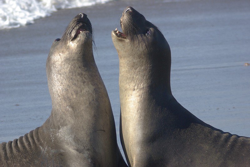 libresdedroit_animaux-de-la-terre-37
