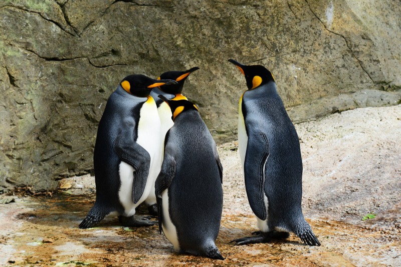 libresdedroit_animaux-de-la-terre-38