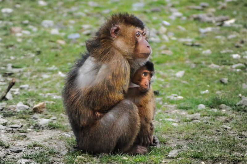 libresdedroit_animaux-de-la-terre-39