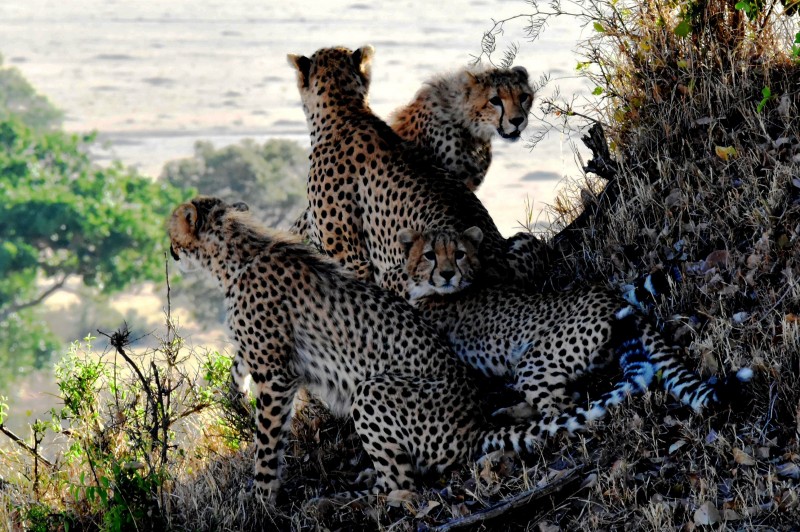 libresdedroit_animaux-de-la-terre-3