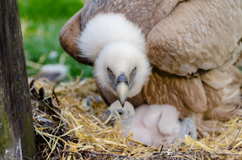 libresdedroit_animaux-de-la-terre-40