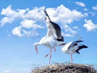 libresdedroit_animaux de la Terre (48)