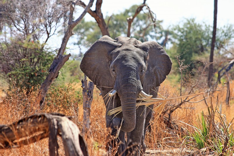 libresdedroit_animaux-de-la-terre-4