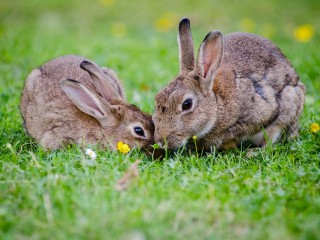 libresdedroit_animaux de la Terre (51)