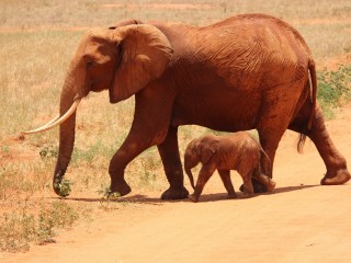 libresdedroit_animaux de la Terre (52)