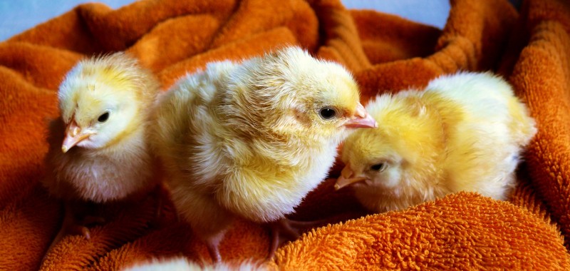 libresdedroit_animaux-de-la-terre-53