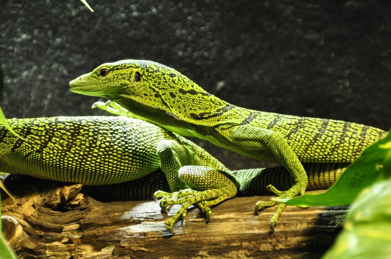 libresdedroit_animaux-de-la-terre-56