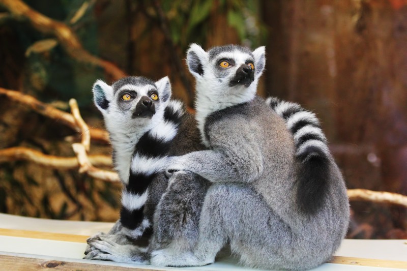 libresdedroit_animaux-de-la-terre-57