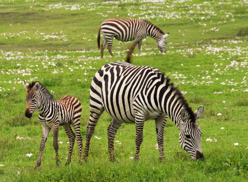 libresdedroit_animaux-de-la-terre-59