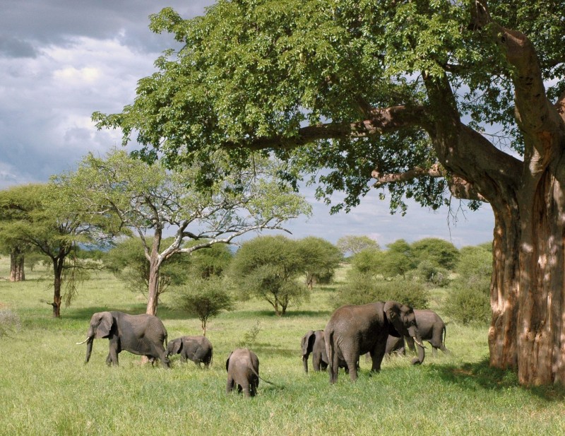 libresdedroit_animaux-de-la-terre-5