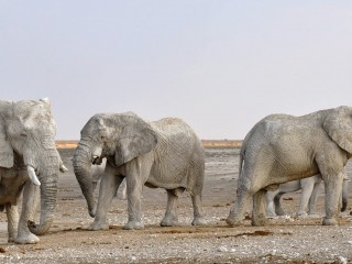 libresdedroit_animaux de la Terre (6)