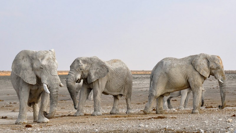libresdedroit_animaux-de-la-terre-6