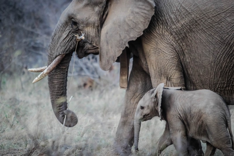 libresdedroit_animaux-de-la-terre-7