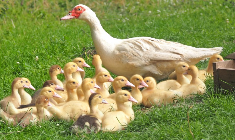 libresdedroit_animaux-de-la-terre-8