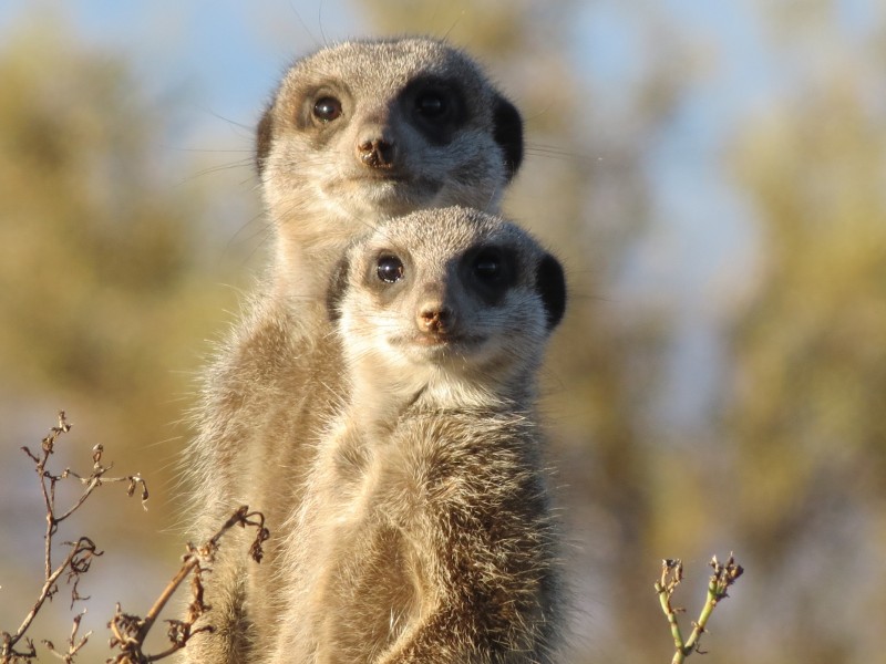 photography-animals-copie