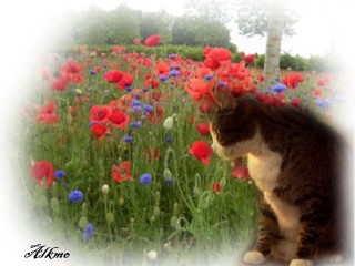 coquelicots 013