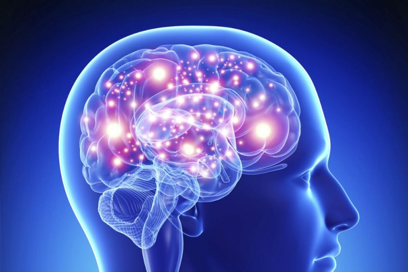 03e8000007222400-photo-h-getty-images-cerveau-retaillee