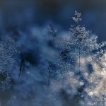 abstract-blur-branch-259698