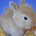 bunny-2416885_960_720