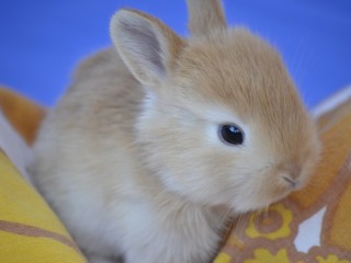 bunny-2416885_960_720