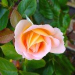 rosebud-57512_1280