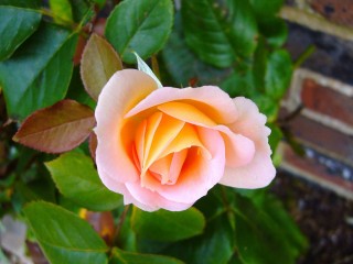 rosebud-57512_1280