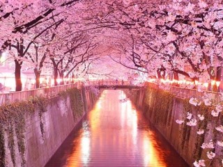 flowers-japan